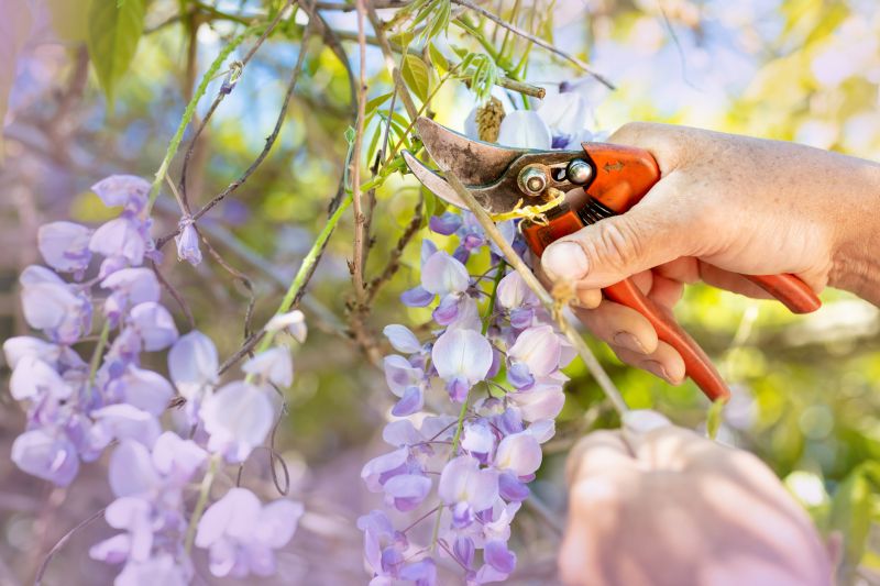 Wisteria Cutting