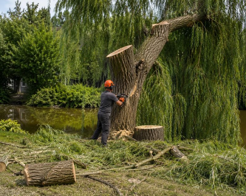 Apple Tree Removal in San Jose, CA