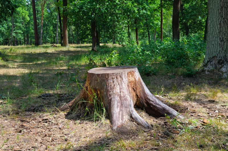 Bamboo Stump Removal in Waldorf, MD