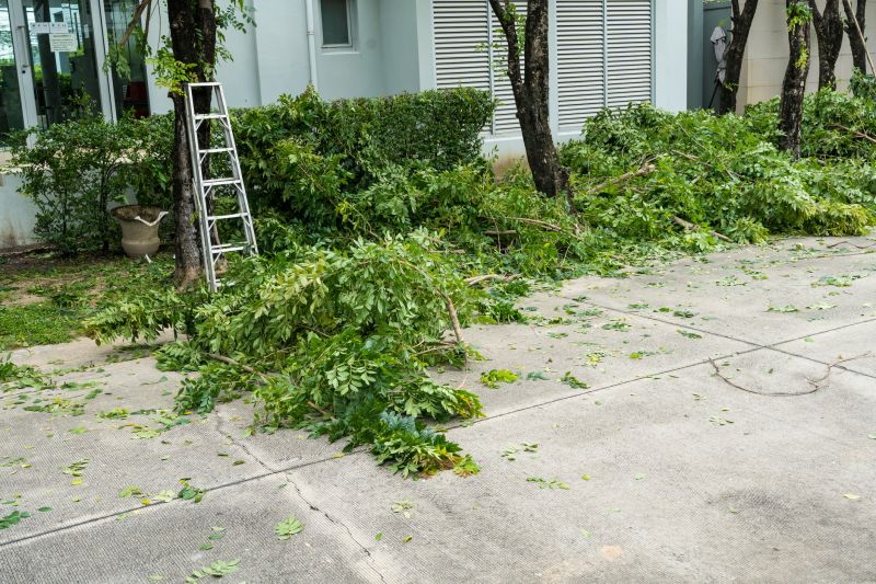 Birch Tree Removal in San Jose, CA