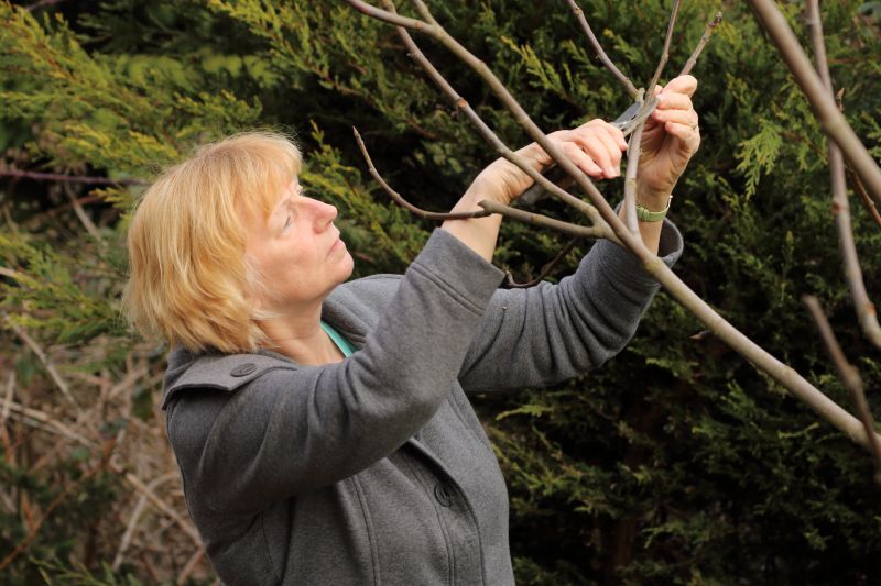 Bradford Pear Tree Pruning in Allentown, PA