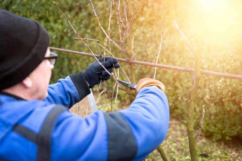 Wisteria Cutting