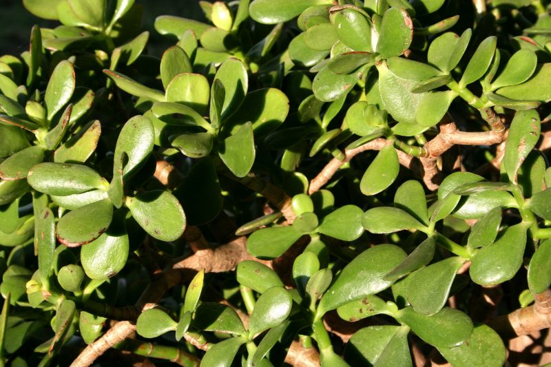 Size and Length of Cuttings