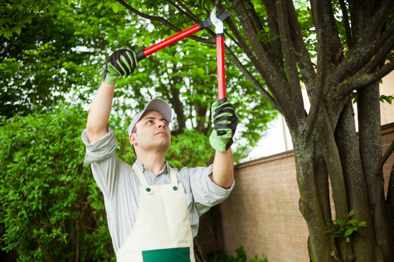 Hickory Tree Trimming in Pottstown, PA
