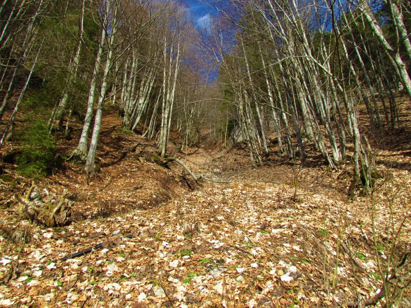 Maple Tree Removal in Allentown, PA