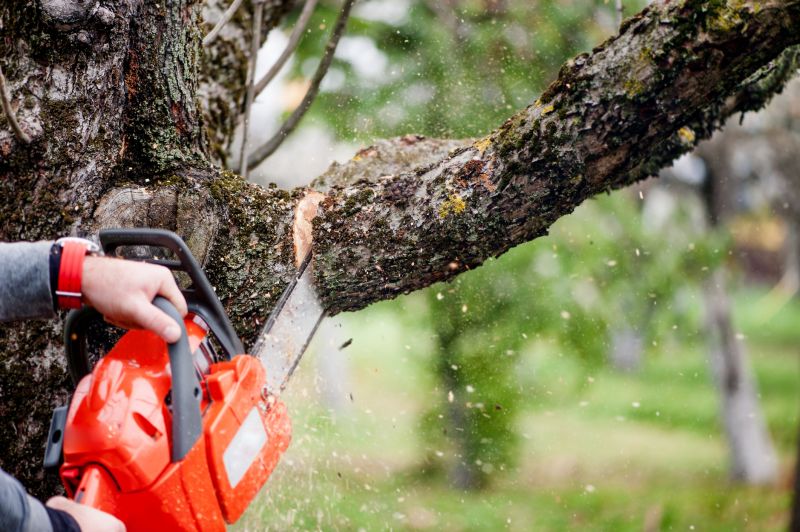 Mimosa Tree Removal in Allentown, PA