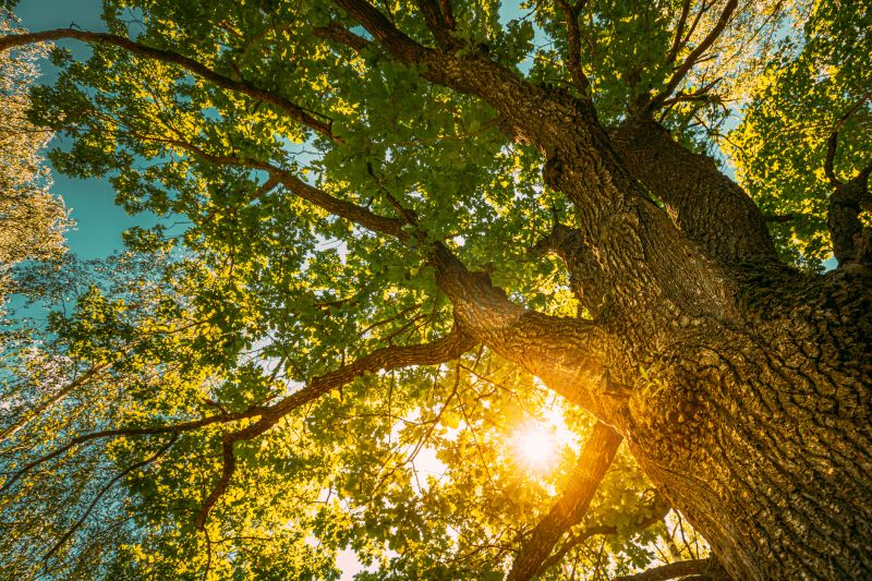 Oak Tree Pruning in Doylestown, PA