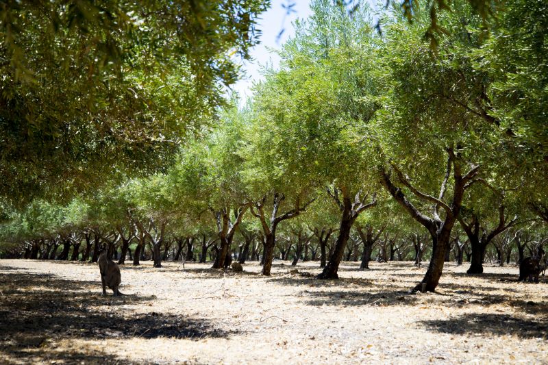 Oak Tree Pruning in San Jose, CA