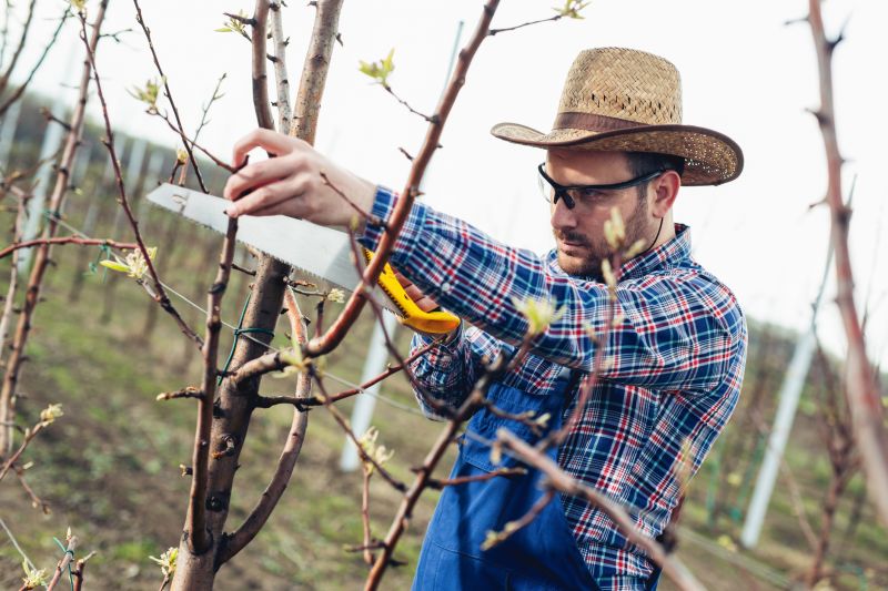 Orchard Tree Pruning in Allentown, PA