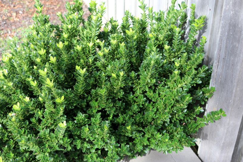 Trimmed Boxwood Hedges