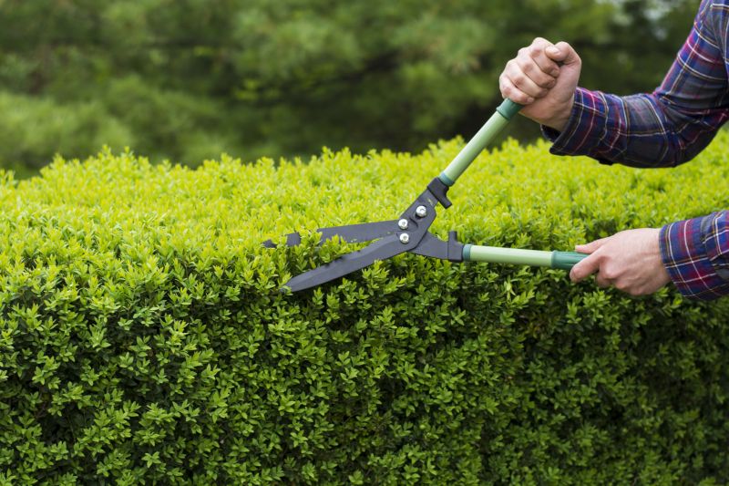 Evergreen Shrubs Trimmed