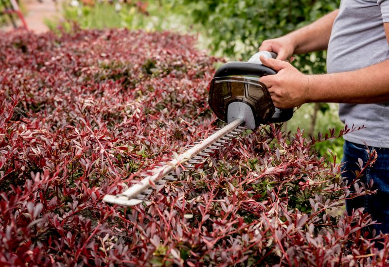 Shrub Trimming in Rockwall, TX