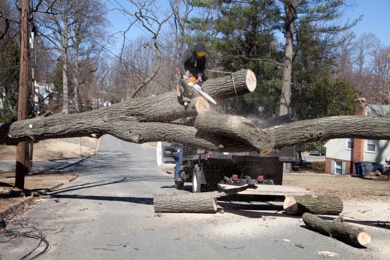 Spruce Tree Removal in Allentown, PA