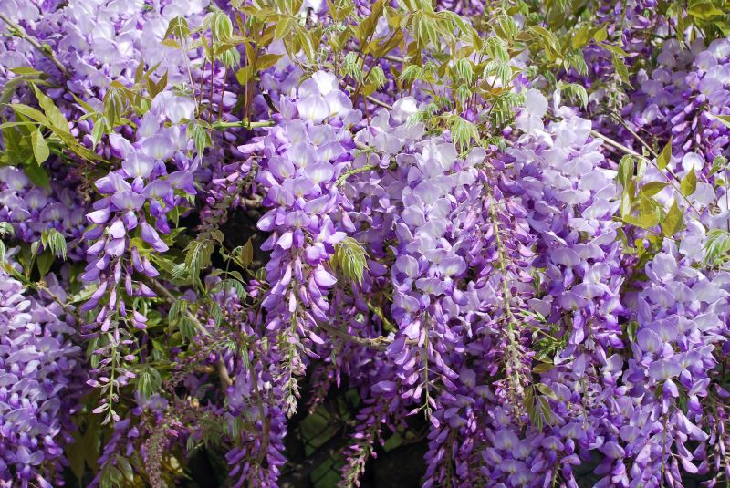 Wisteria Cutting