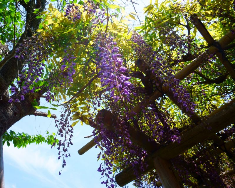 Wisteria Cutting