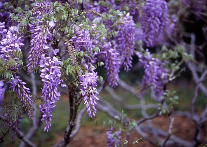 Established Wisteria Plants