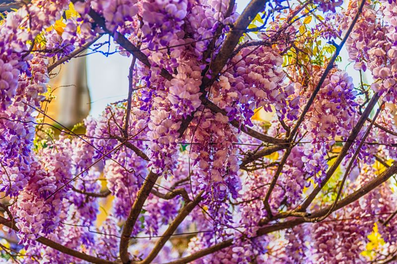 Wisteria in Bloom