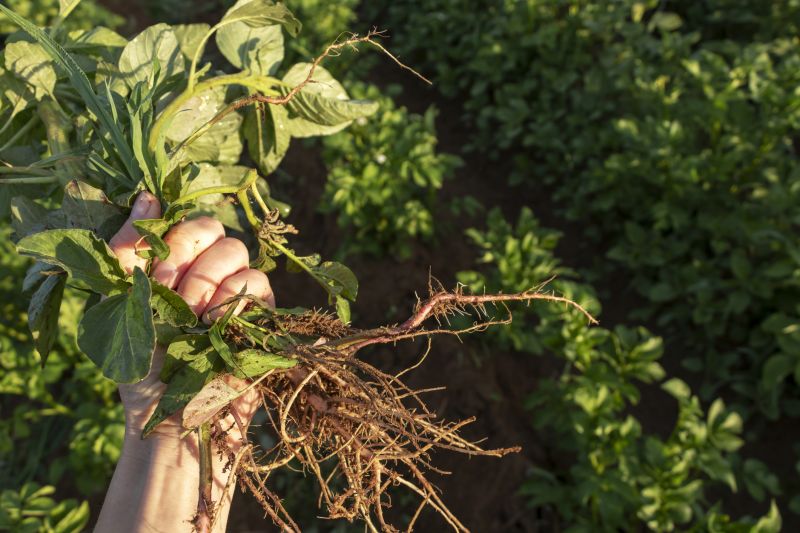 Rooting Wisteria Cuttings