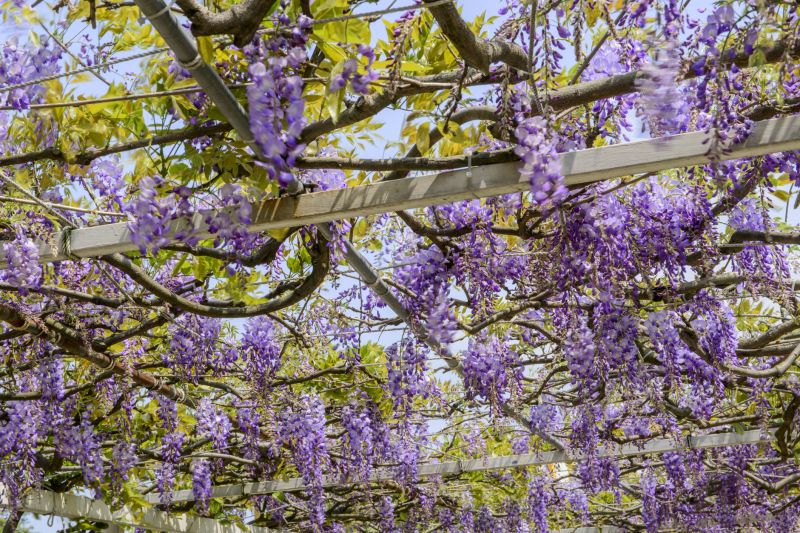 Wisteria Blooming